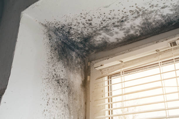 Affordable Mold Cleanup solutions in Great River, NY